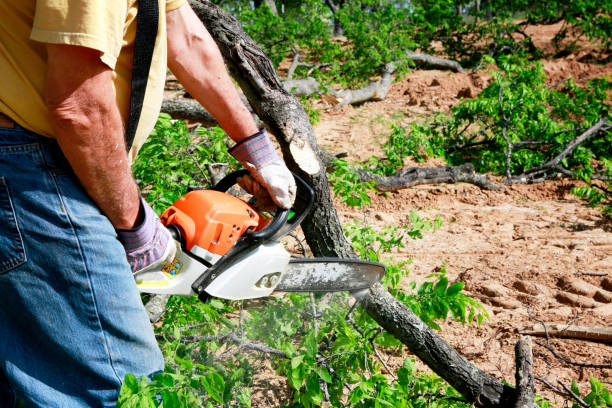 Best Tree Trimming and Pruning  in Lockwood, MT